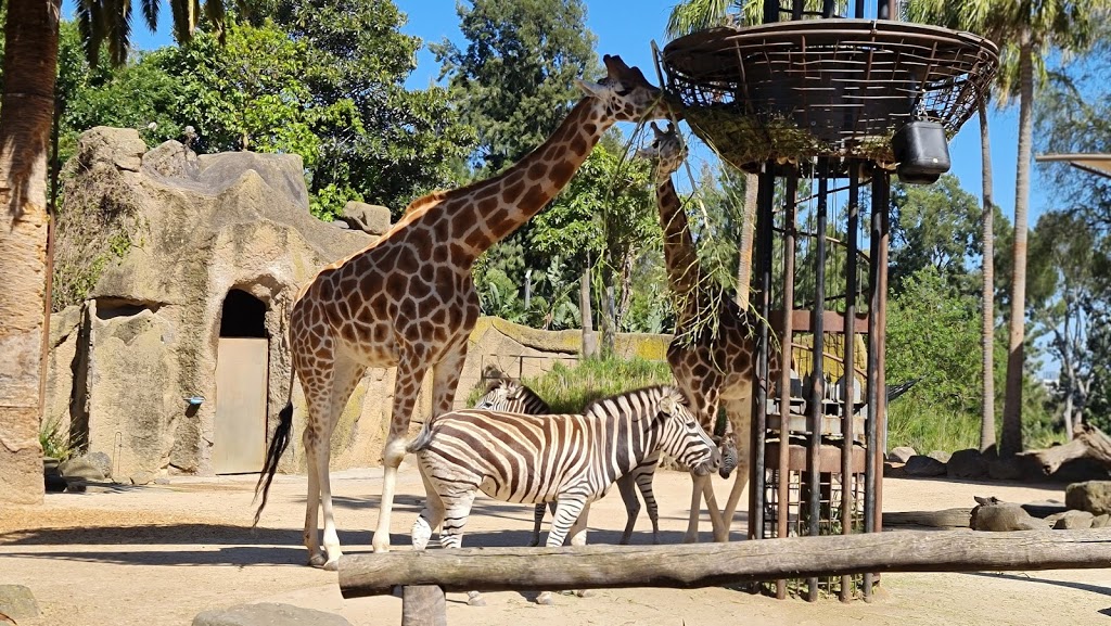Melbourne Zoo - Foto 1