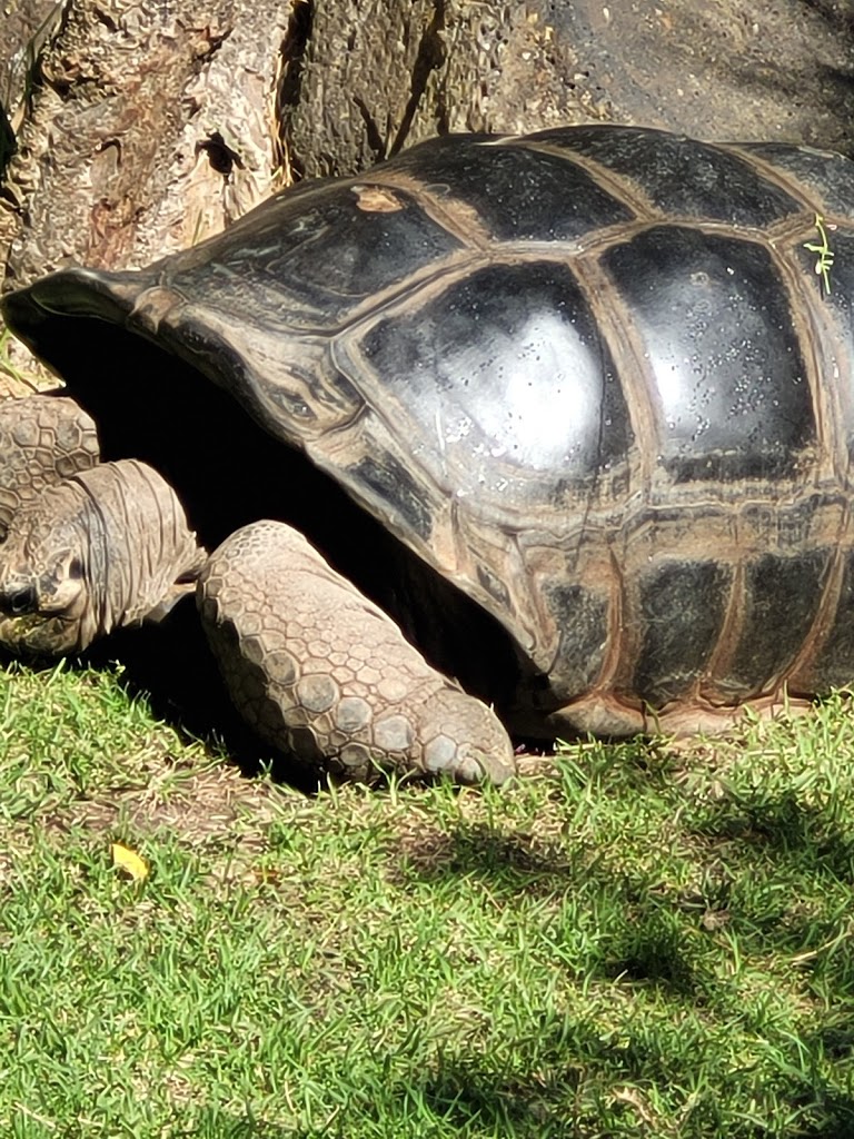 Melbourne Zoo - Foto 1
