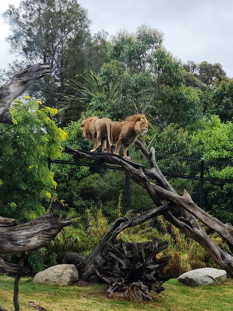 Melbourne Zoo - Foto 1