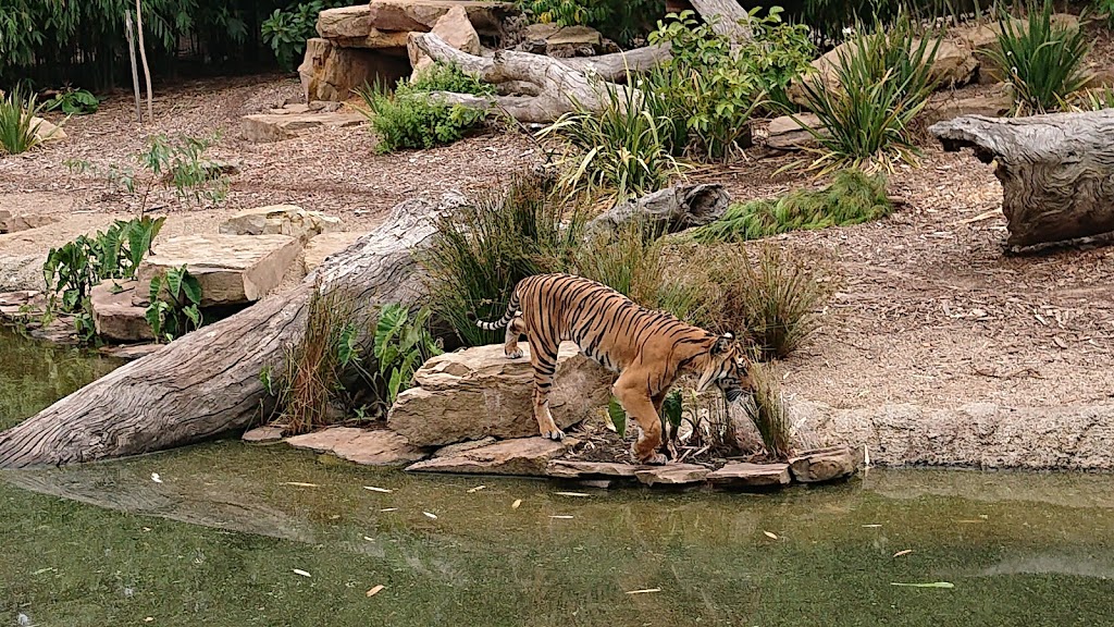 Melbourne Zoo - Foto 1