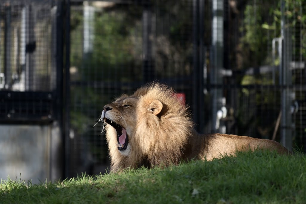 Melbourne Zoo - Foto 1