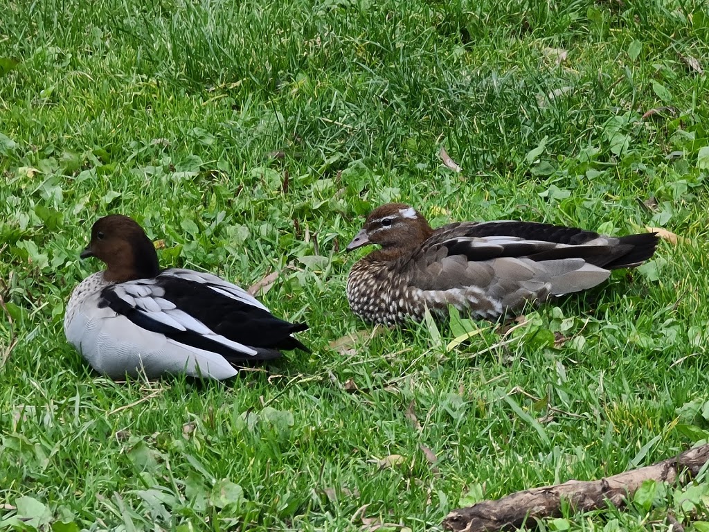 Jells Park Playground - Foto 1