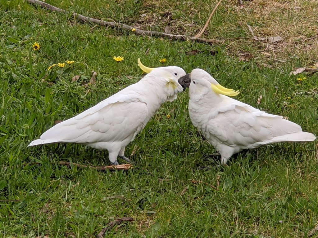 Jells Park Playground - Foto 1