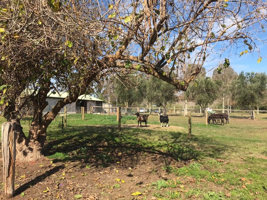 Swan Valley Station - Foto 7