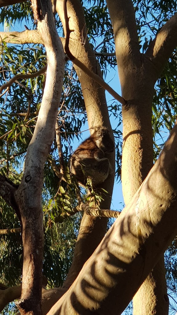 Trees Adventure - Yanchep Park - Foto 1