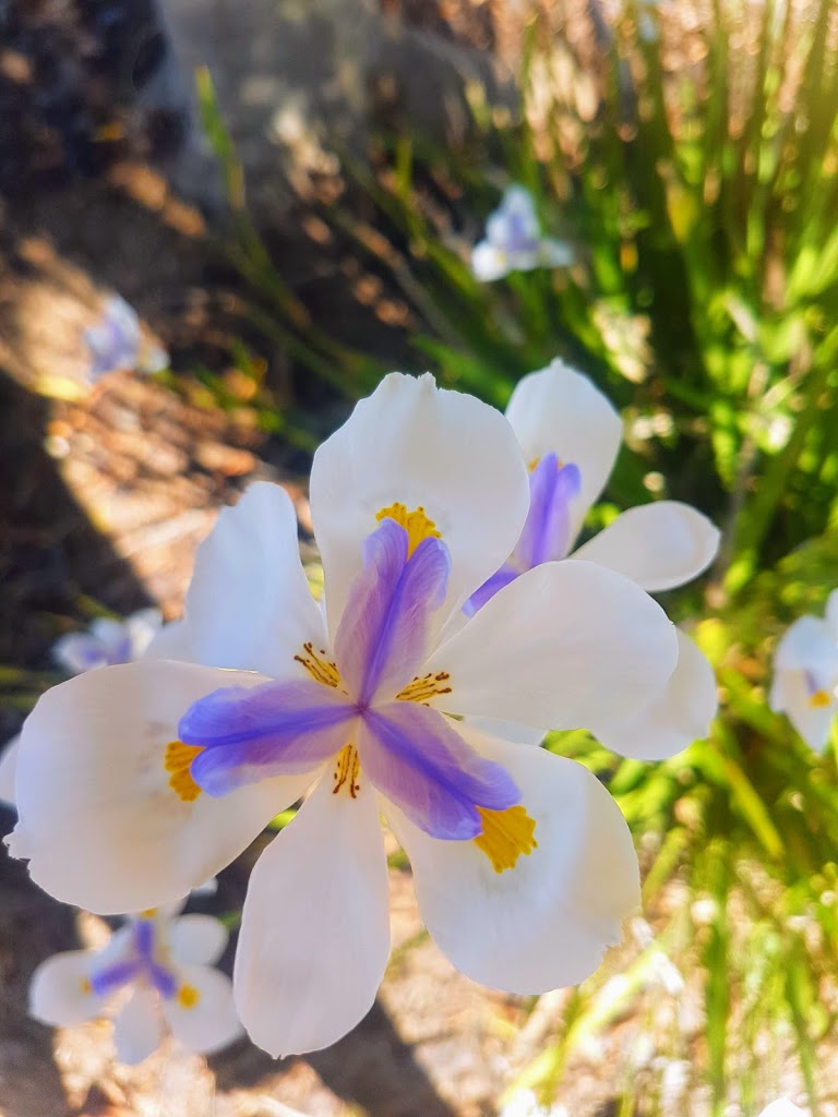 Wellington Square - Foto 4