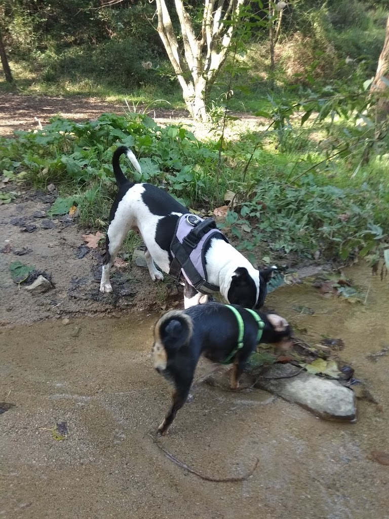 El Bosc Vertical Dosrius - Foto 1