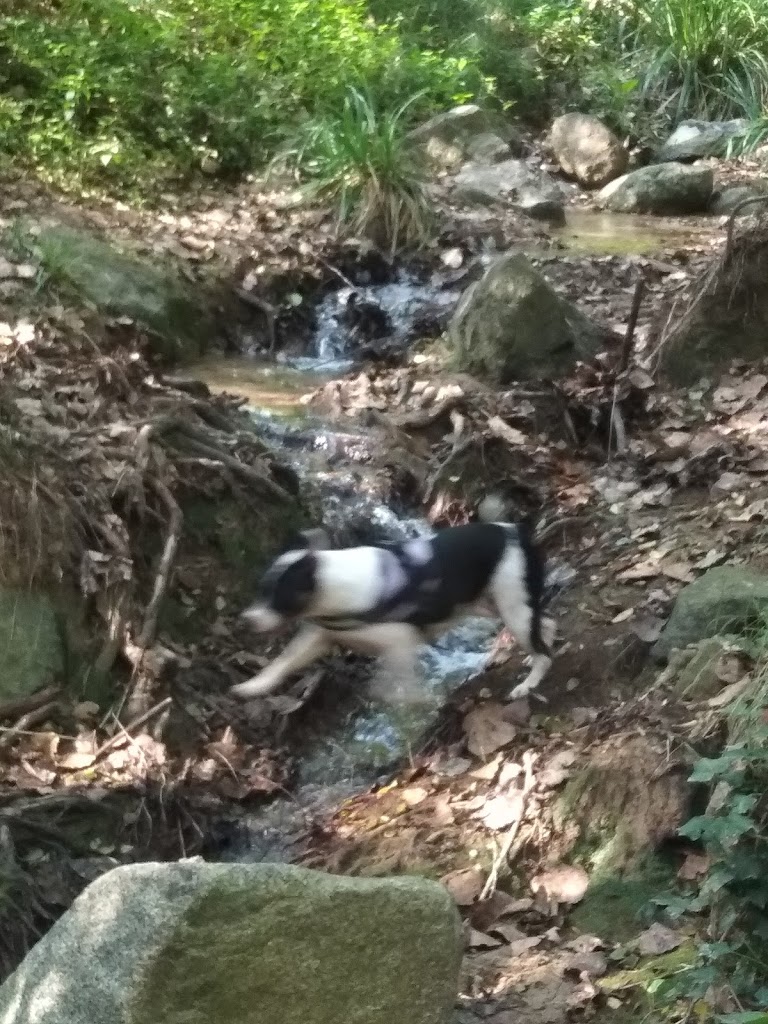 El Bosc Vertical Dosrius - Foto 6