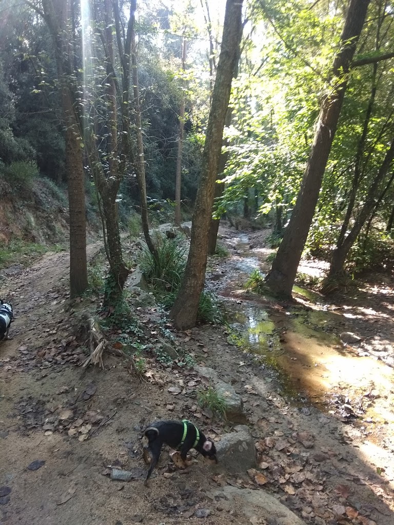 El Bosc Vertical Dosrius - Foto 8