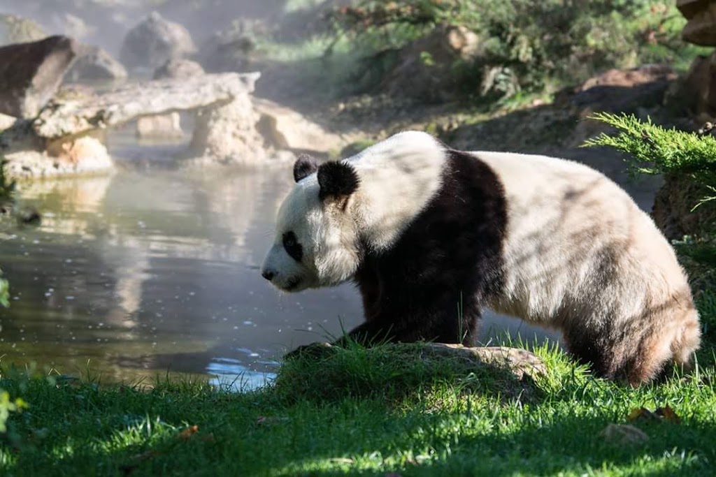 ZooParc de Beauval - Foto 1