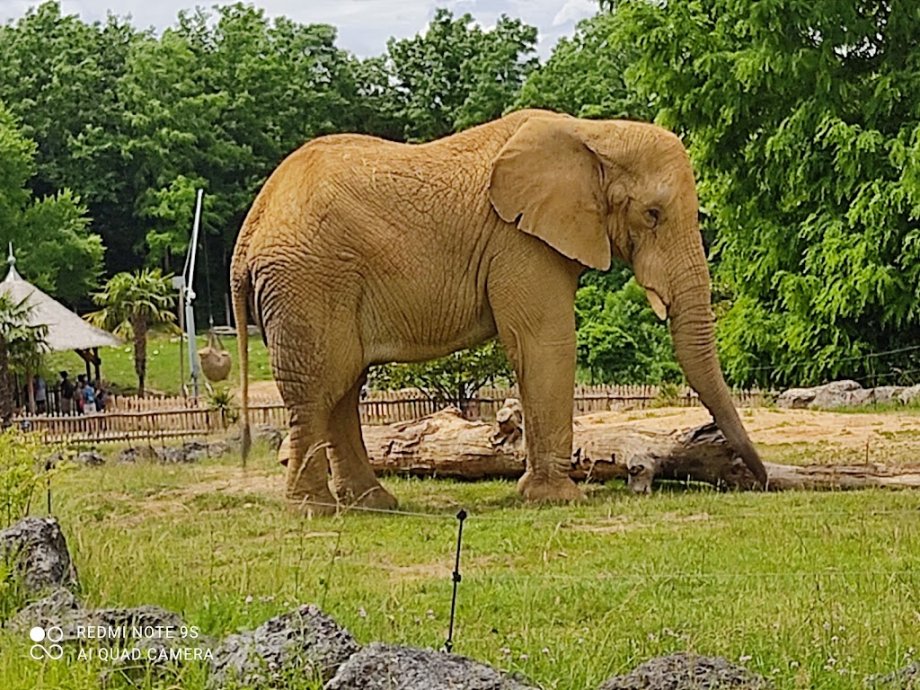ZooParc de Beauval - Foto 4