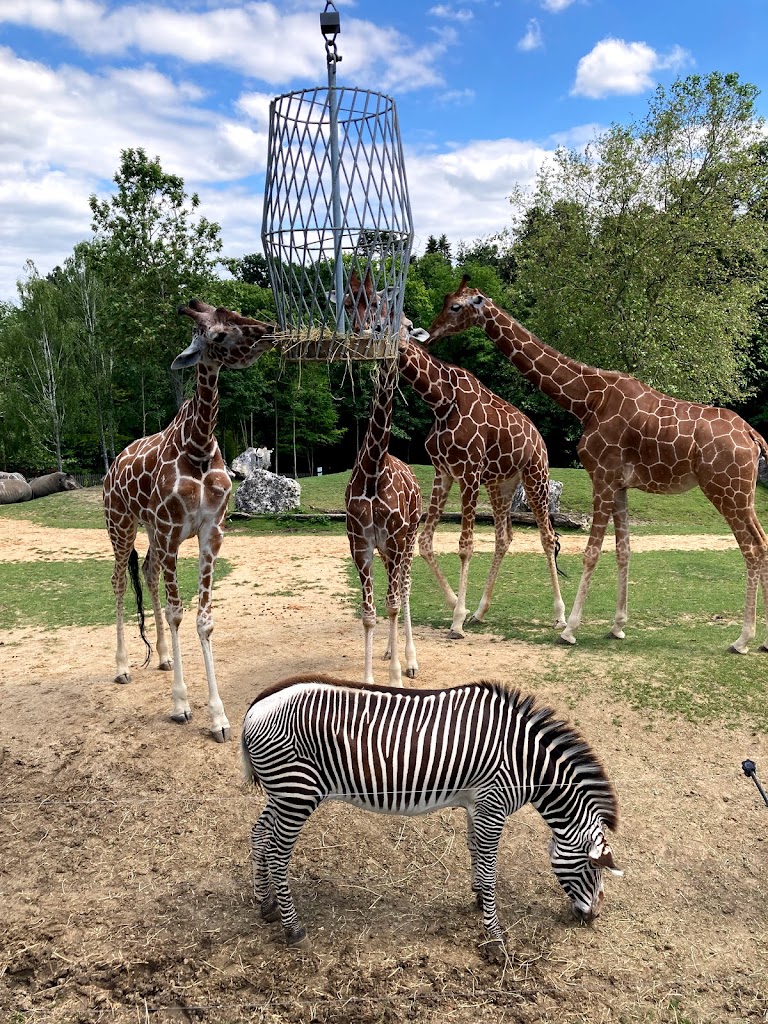 ZooParc de Beauval - Foto 5