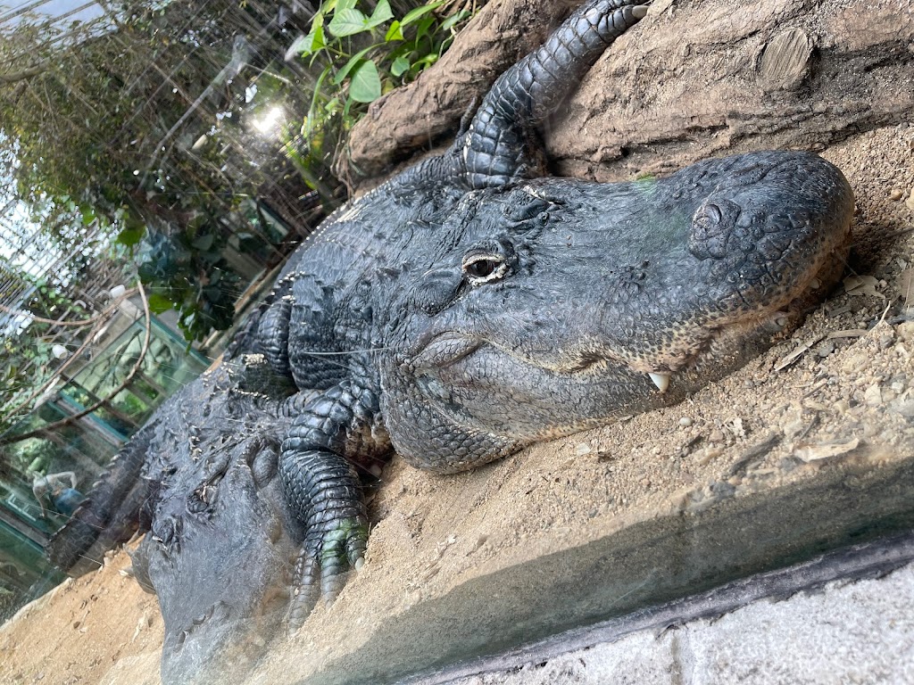 ZooParc de Beauval - Foto 1