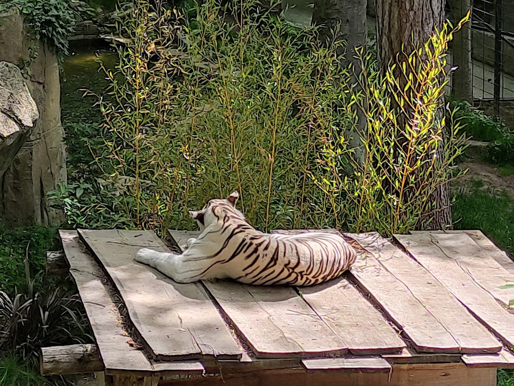 ZooParc de Beauval - Foto 1