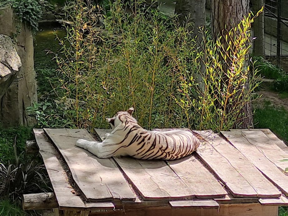 ZooParc de Beauval - Foto 7