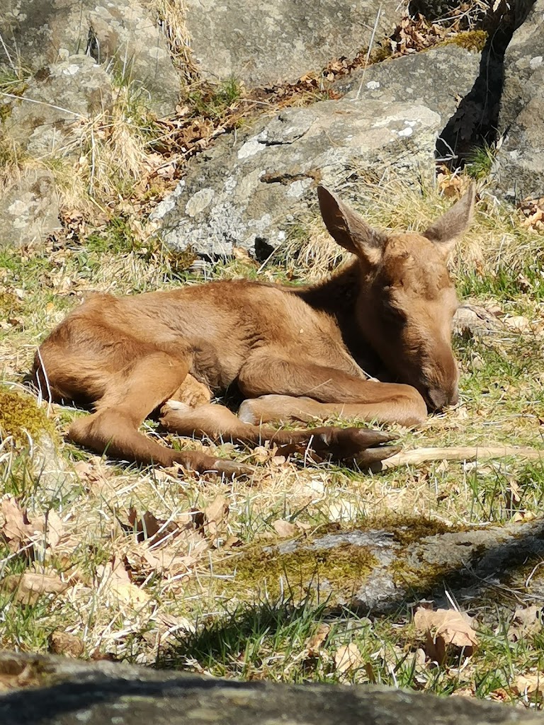 Slottsskogen - Foto 9