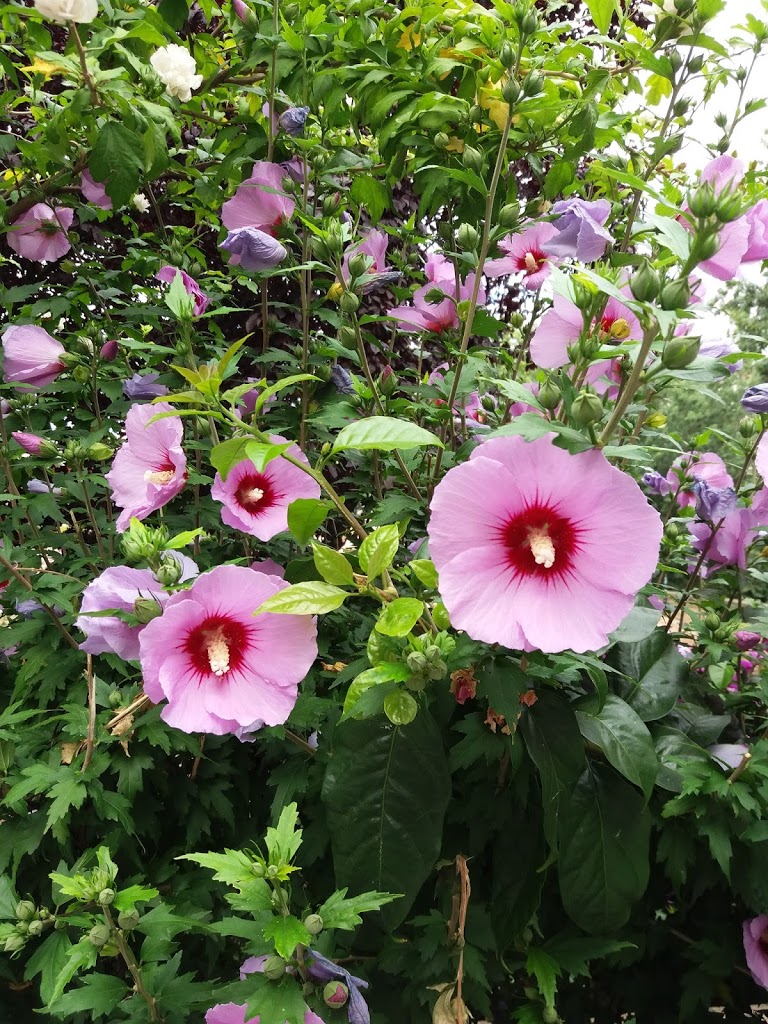 Parque Camilo José Cela - Foto 10