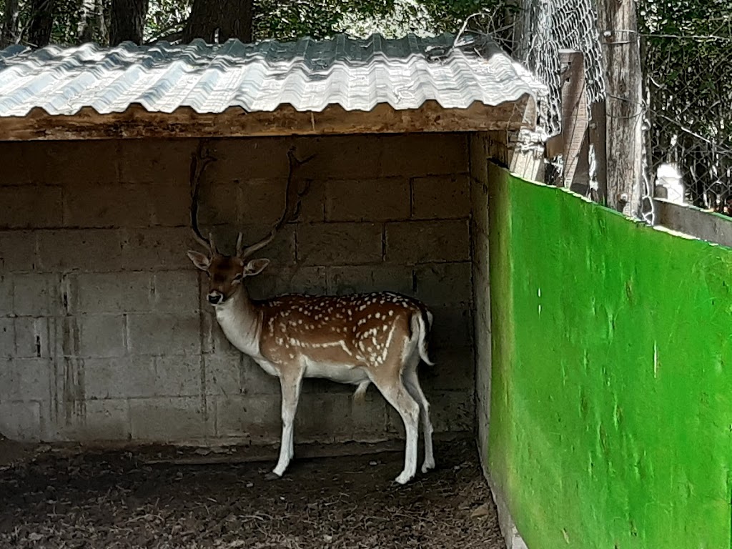 Arca de Noé - Parque aventura - Minizoo 10