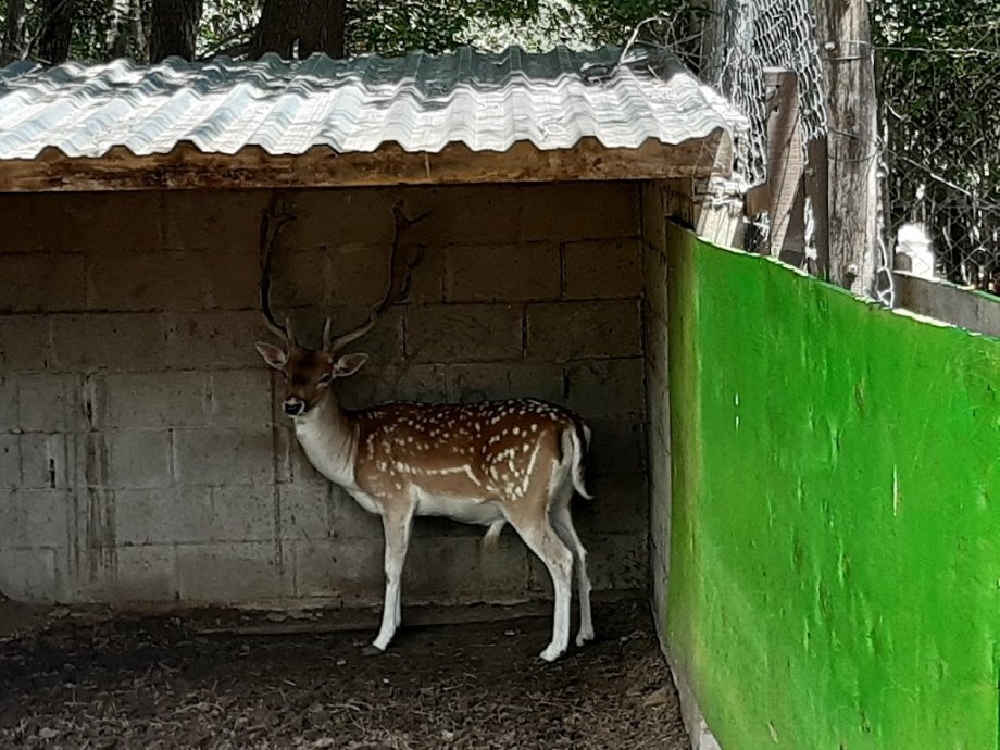 Arca de Noé - Parque aventura - Minizoo - Foto 10