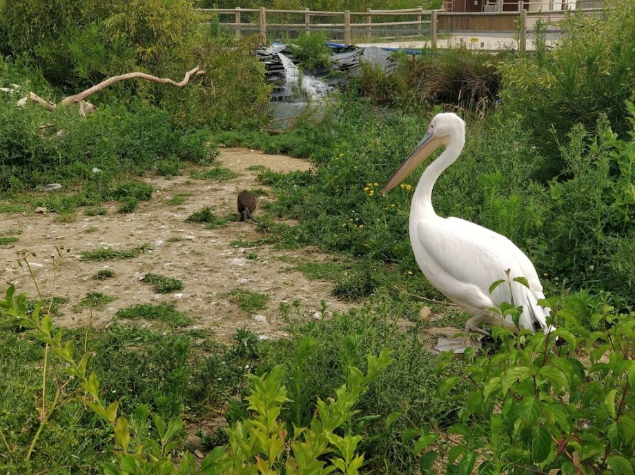 Parc aquatique Aqua Mundo Center Parcs Le Bois aux Daims - Foto 5