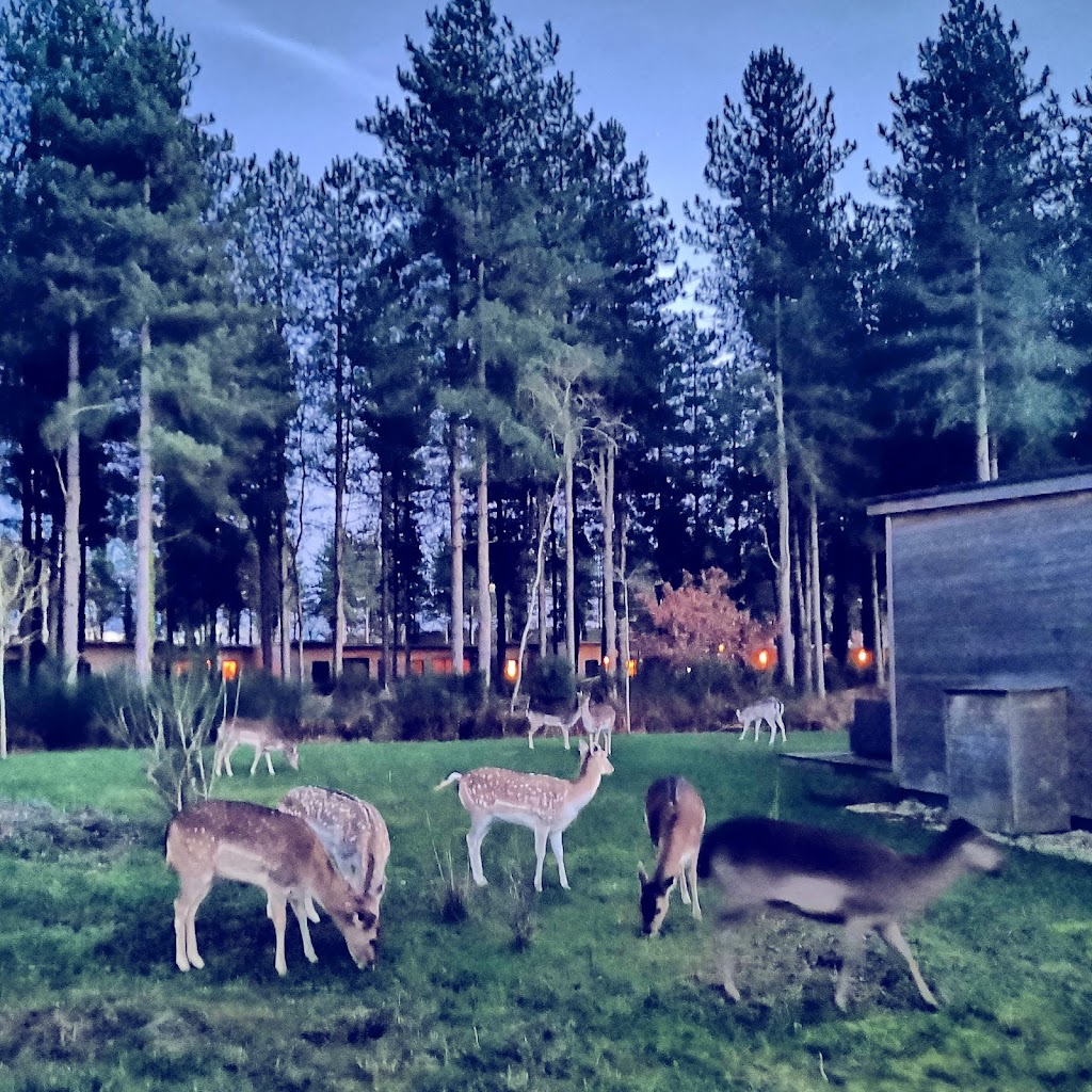 Parc aquatique Aqua Mundo Center Parcs Le Bois aux Daims - Foto 1