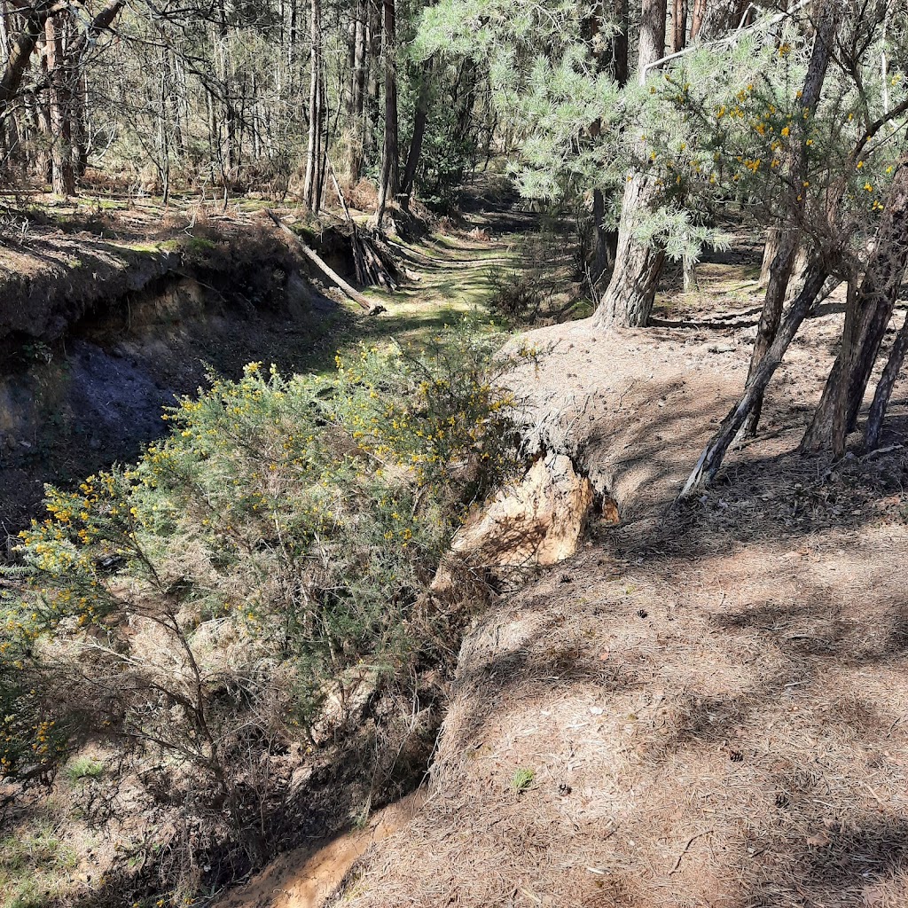 Hogmoor Inclosure Natural Play Area - Foto 1