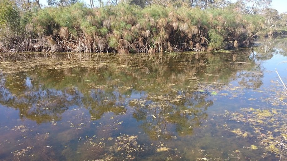 Gus Davies Park - Foto 2