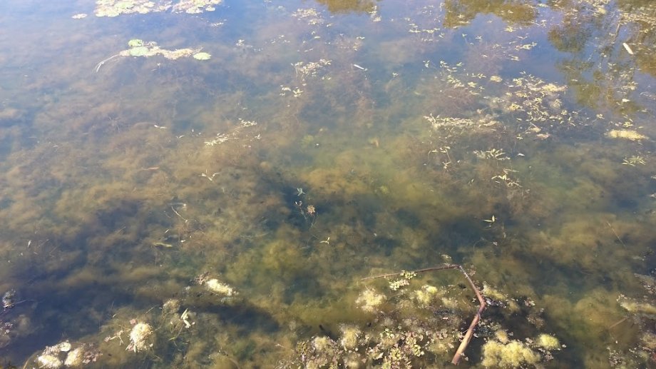 Gus Davies Park - Foto 3