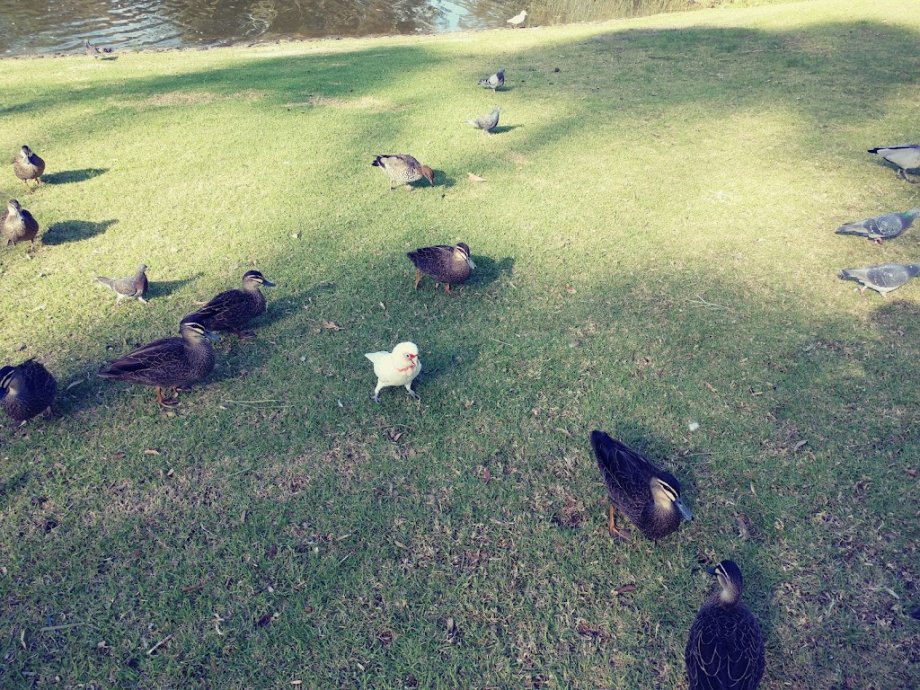 Woodlands Park - Foto 2