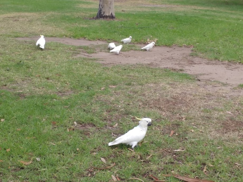 Woodlands Park - Foto 7