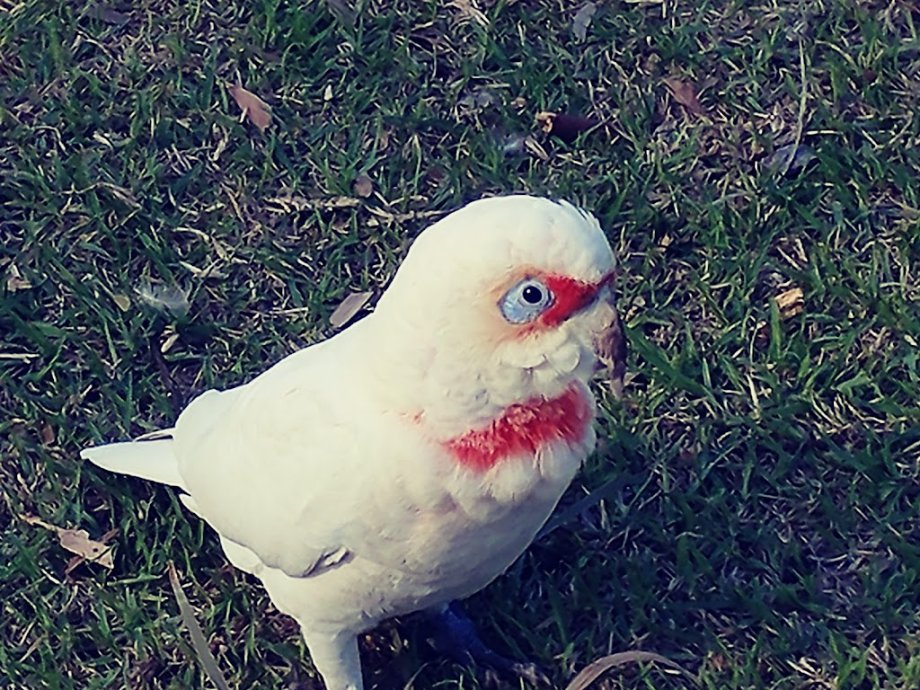 Woodlands Park - Foto 9