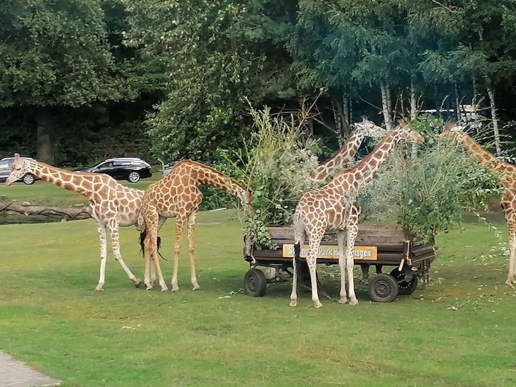Serengeti Park Hodenhagen - Foto 1