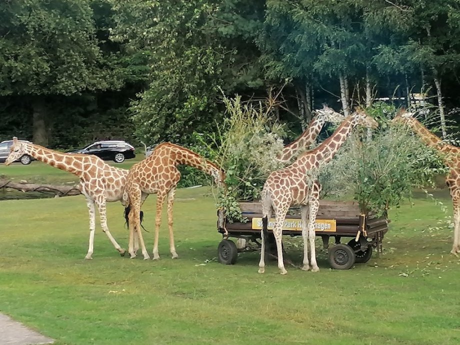 Serengeti Park Hodenhagen - Foto 2