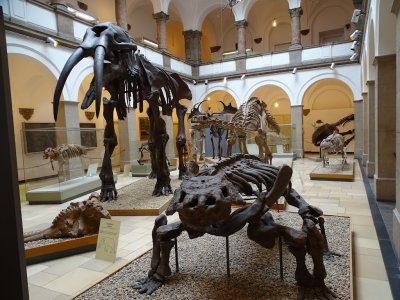 Palaeontological Museum, Munich