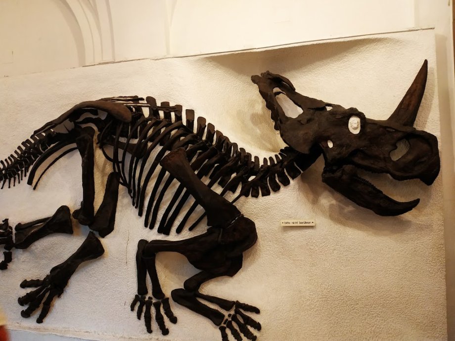 Palaeontological Museum, Munich - Foto 2