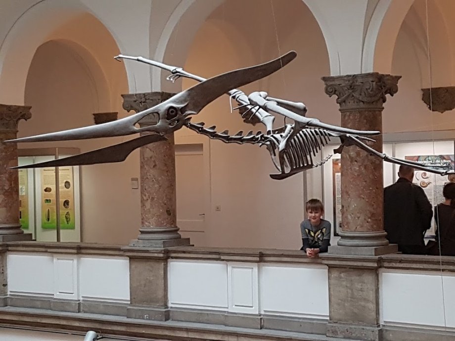 Palaeontological Museum, Munich - Foto 4
