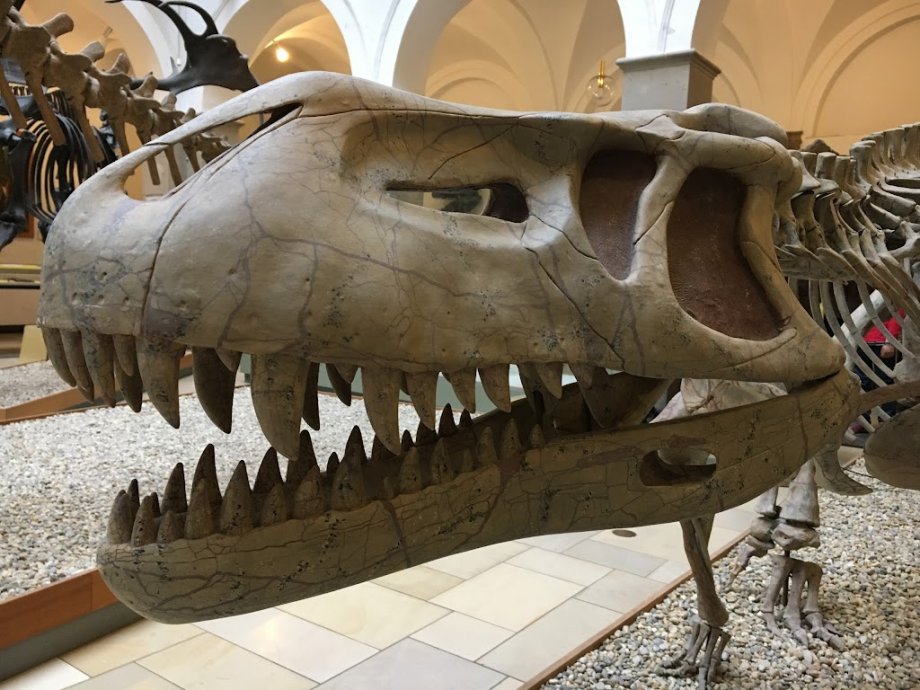 Palaeontological Museum, Munich - Foto 6