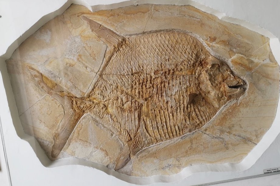 Palaeontological Museum, Munich - Foto 7