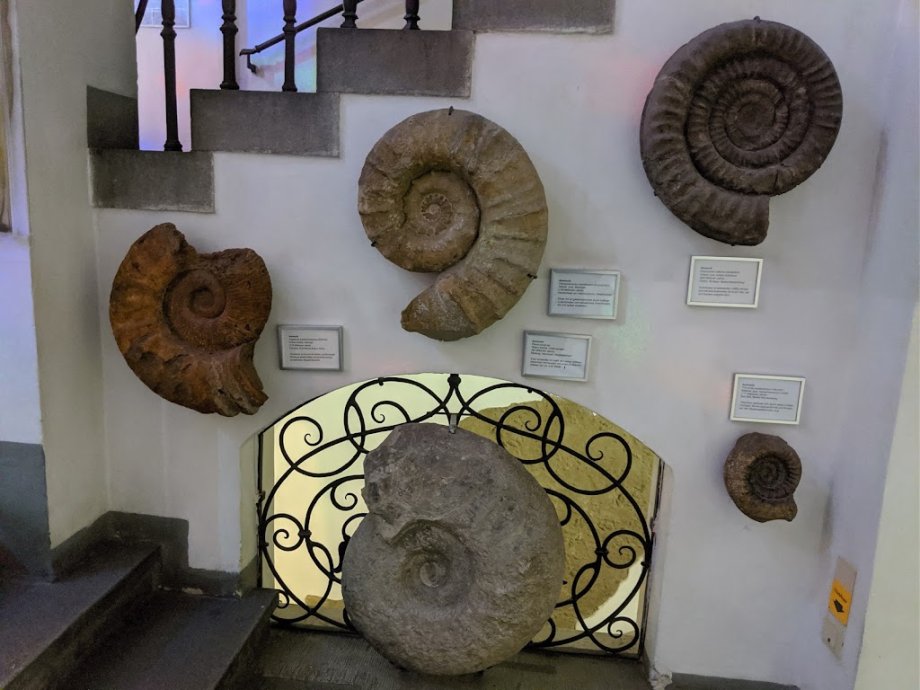 Palaeontological Museum, Munich - Foto 8