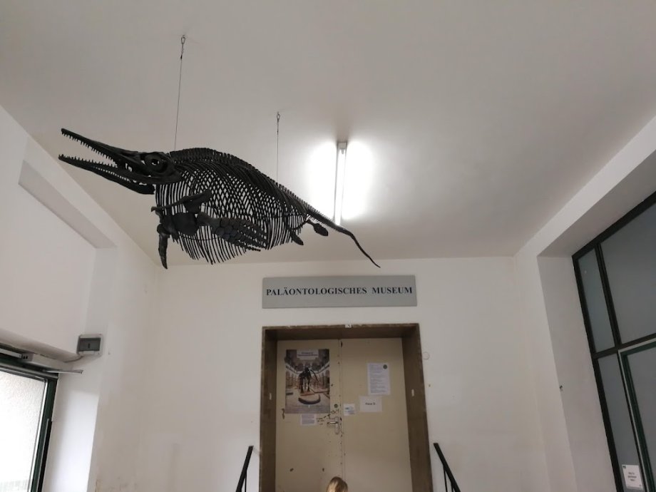 Palaeontological Museum, Munich - Foto 9