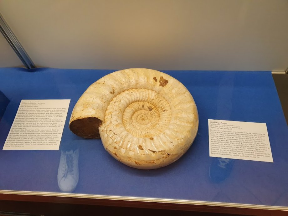 Palaeontological Museum, Munich - Foto 10