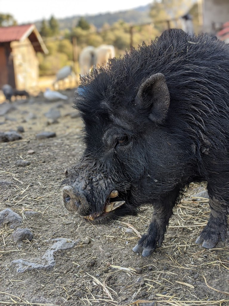 Wallaby Lodge & Camp - Foto 5