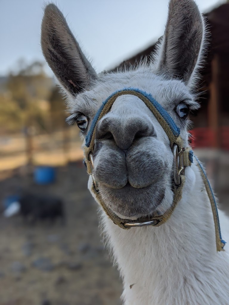 Wallaby Lodge & Camp - Foto 1