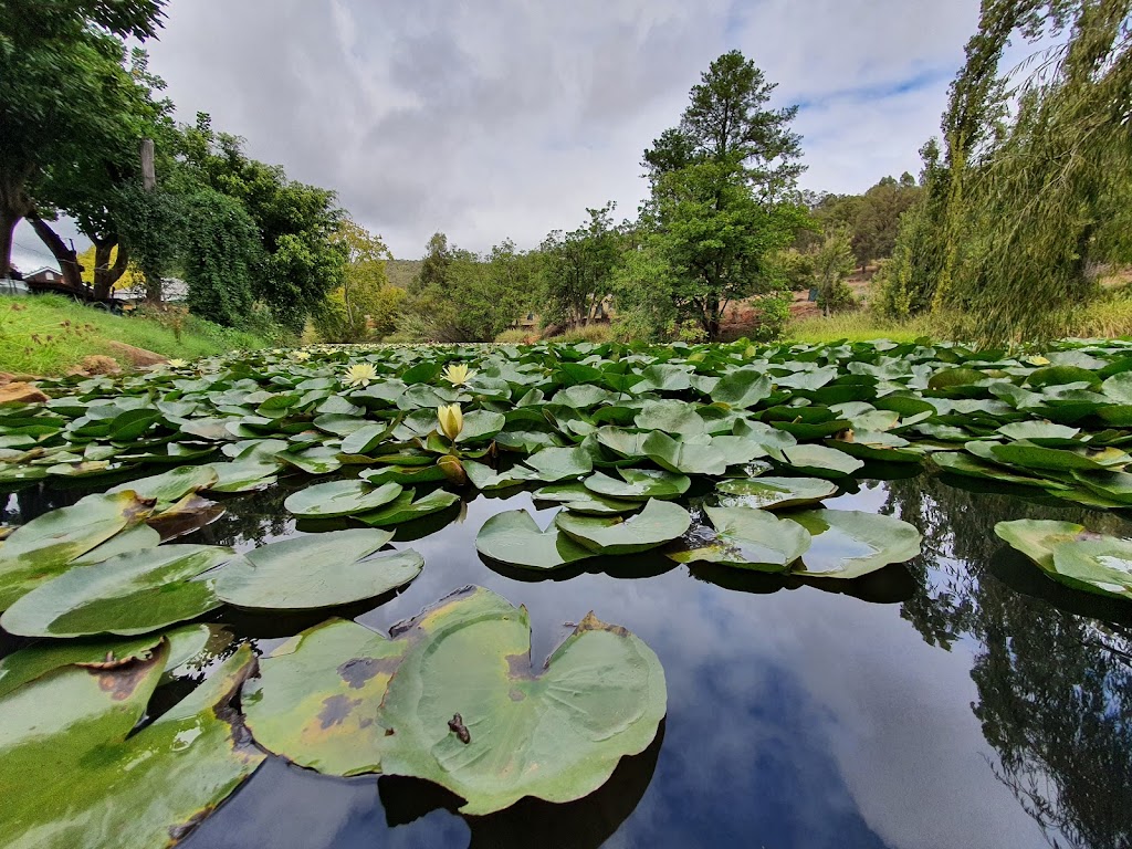 Avocados Café - Foto 1