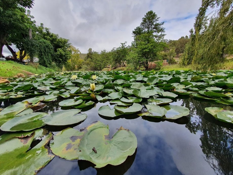 Avocados Café - Foto 6