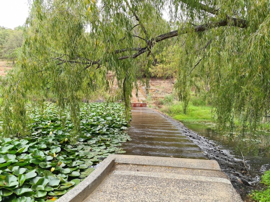 Avocados Café - Foto 9