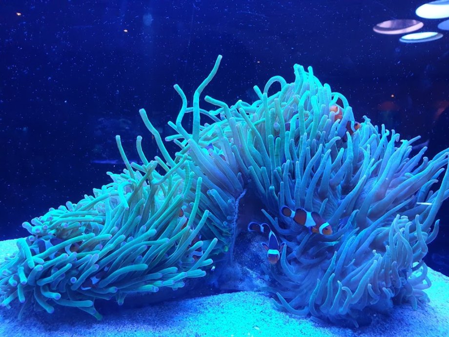 AQWA The Aquarium Of Western Australia - Foto 2