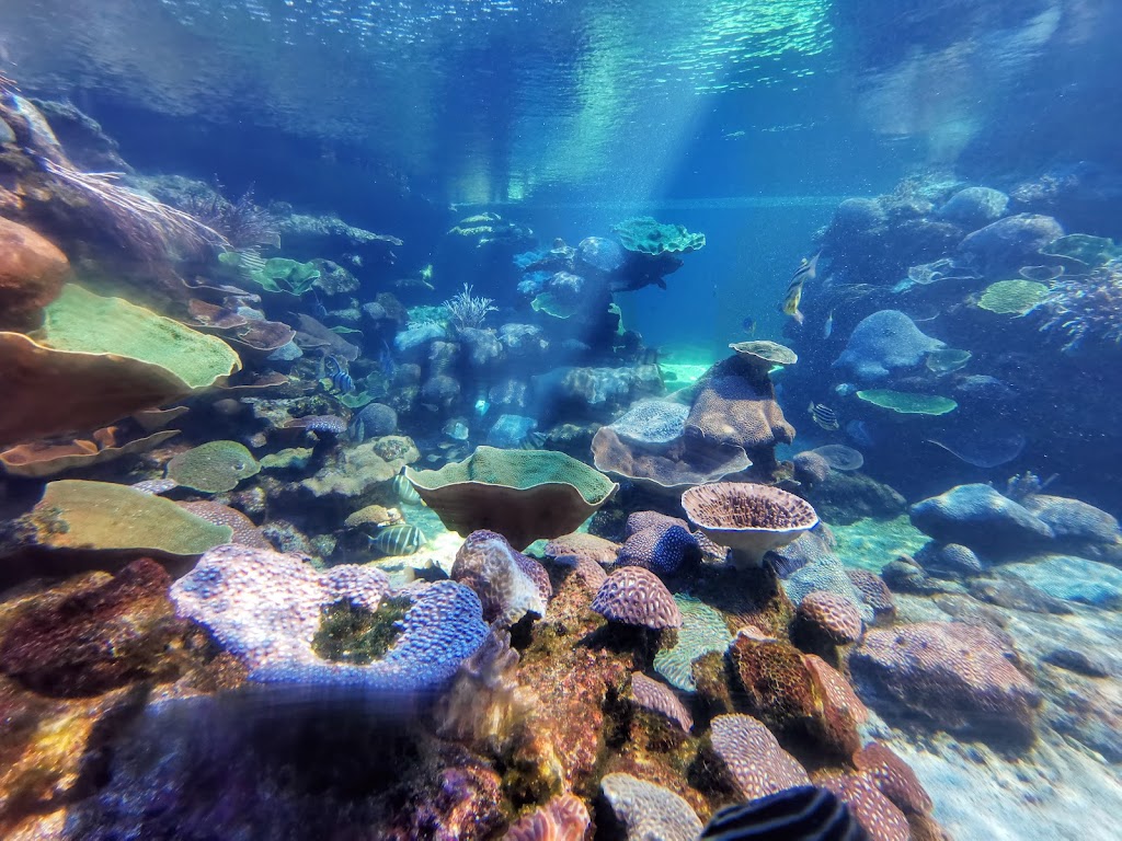 AQWA The Aquarium Of Western Australia - Foto 1