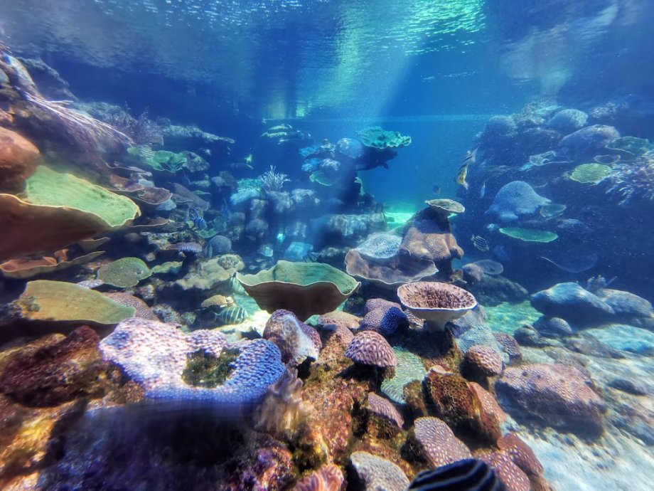 AQWA The Aquarium Of Western Australia - Foto 3