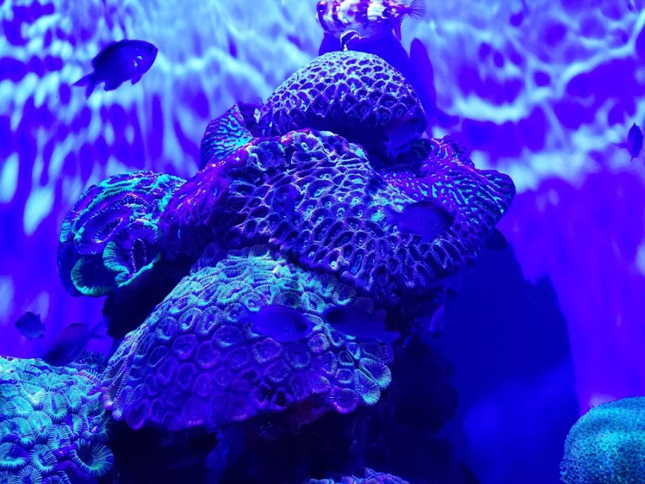 AQWA The Aquarium Of Western Australia - Foto 4